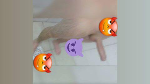 Barbudobranquinho 